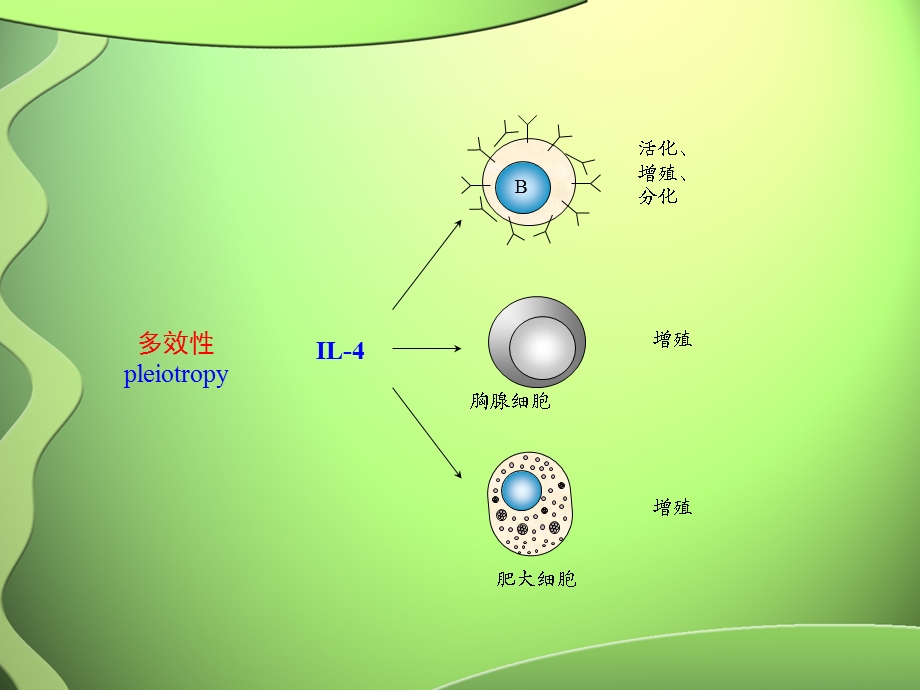 最新医学免疫学11细胞因子及其受体PPT文档.ppt_第3页