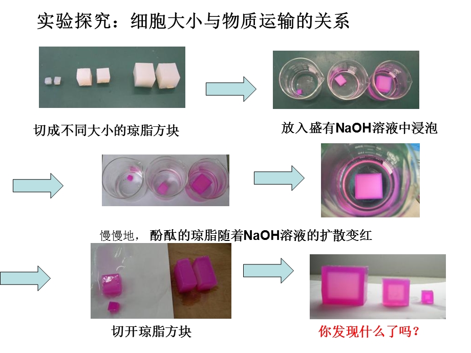 最新人教版教学课件高中生物必修一细胞增殖PPT文档.ppt_第3页