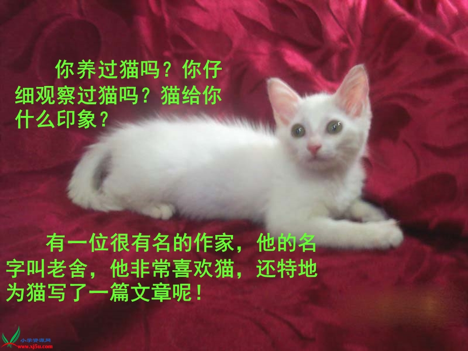 [三年级语文]猫课件成品.ppt_第1页