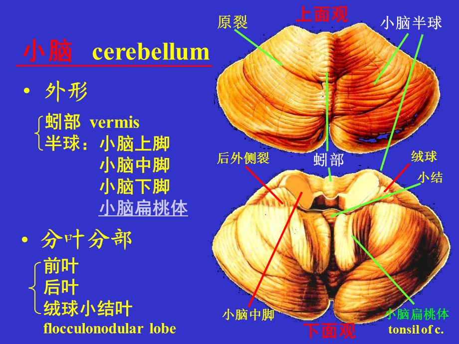 局部解剖学06小间脑PPT文档.ppt_第2页