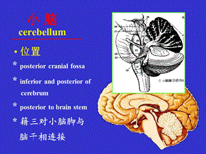 局部解剖学06小间脑PPT文档.ppt