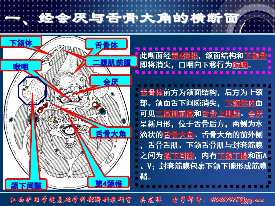 8颈部断层解剖第二节颈部横断层解剖最终PPT文档.ppt_第3页