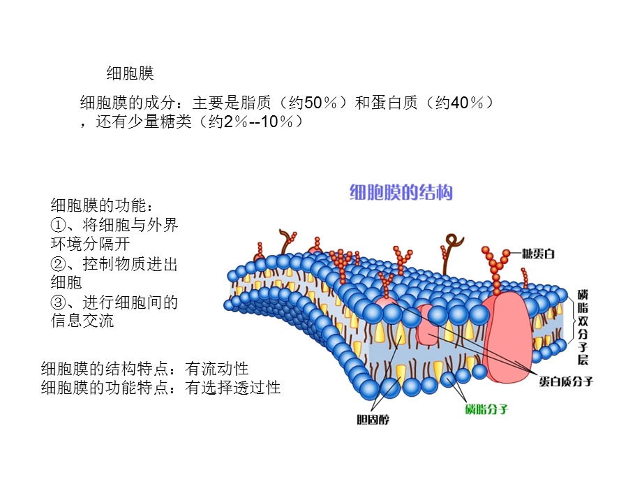 生物必修一第二章细胞的结构精选文档.ppt_第3页