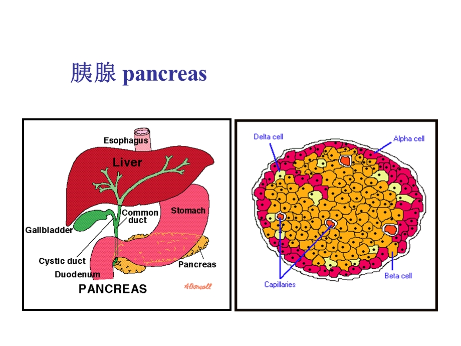 最新第32章胰岛素口服降糖药PPT文档.ppt_第1页