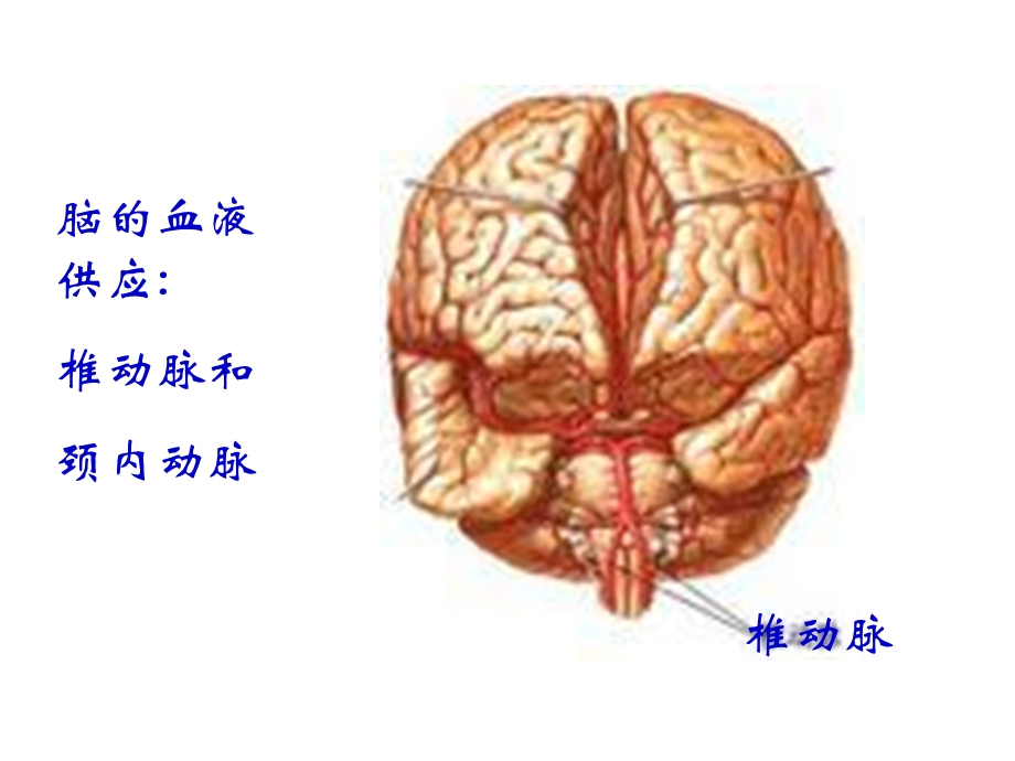 病理生理学网络课第18章脑功能不全课件PPT文档.ppt_第3页