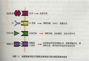 6第六章 细胞因子PPT文档资料.ppt