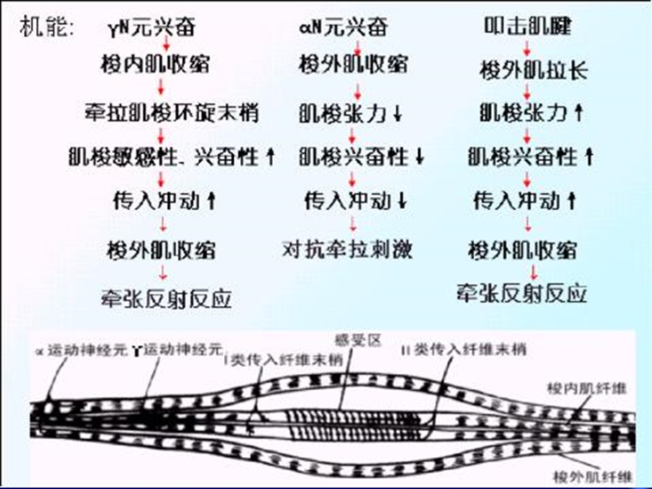 62中枢神经系统对躯体运动的调节PPT课件.ppt_第2页