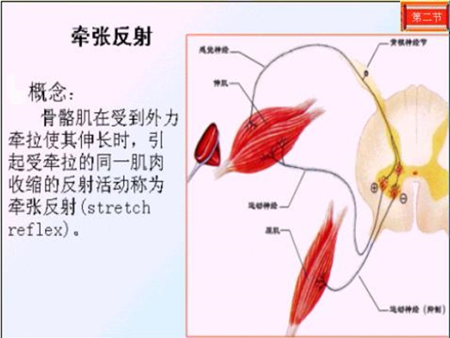 62中枢神经系统对躯体运动的调节PPT课件.ppt_第3页