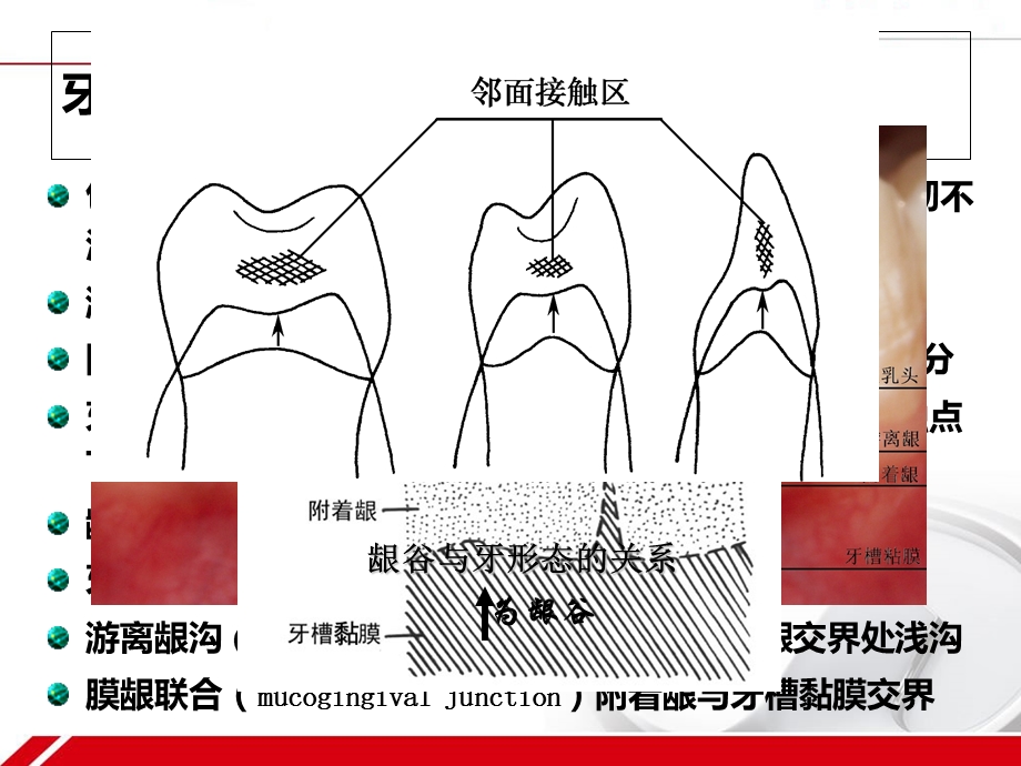 牙周组织的解剖生理精选文档.ppt_第2页