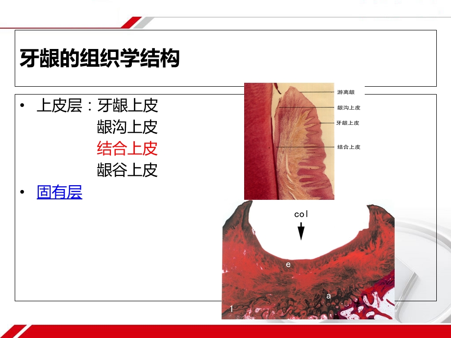 牙周组织的解剖生理精选文档.ppt_第3页