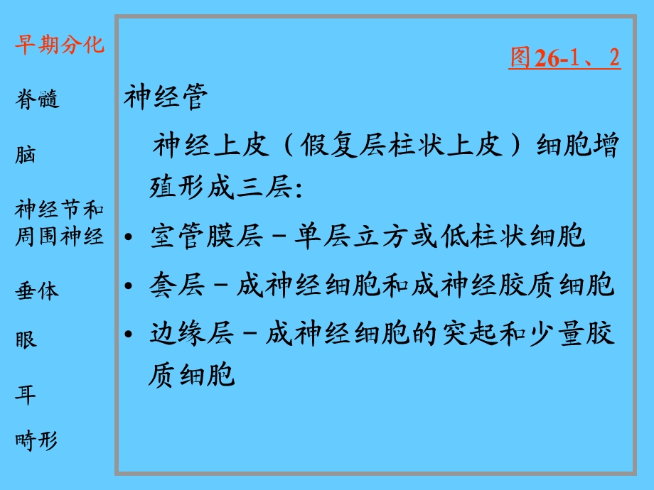 最新脑神经系统神经系统和眼耳的发生PPT文档.ppt_第2页