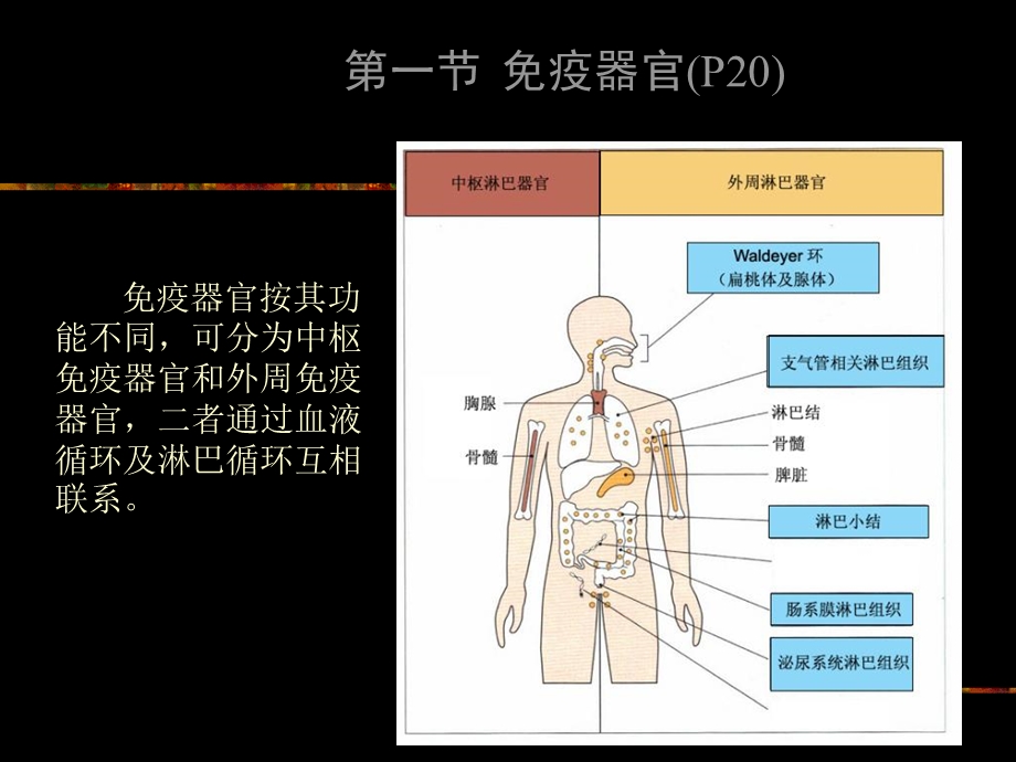 最新2吞噬细胞和T细胞PPT文档.ppt_第2页