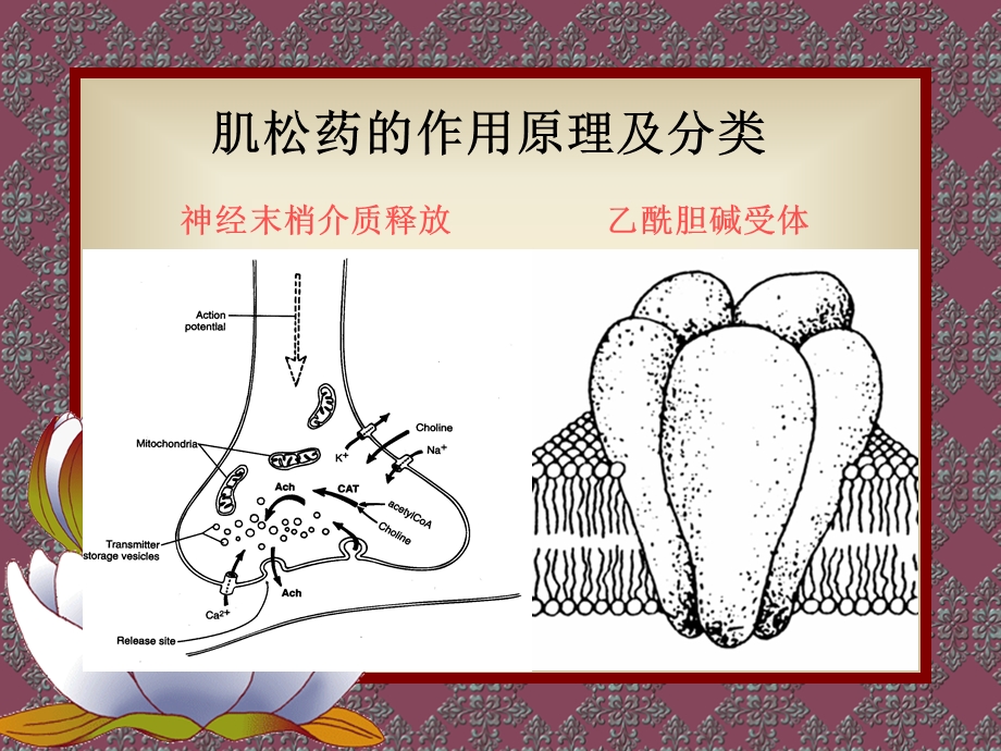 第9章肌松药的临床应用名师编辑PPT课件.ppt_第3页