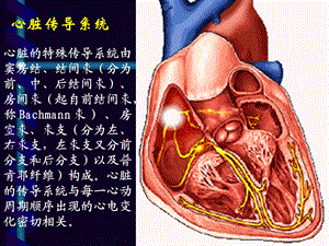 室早及室速的体表心电图定位文档资料.ppt