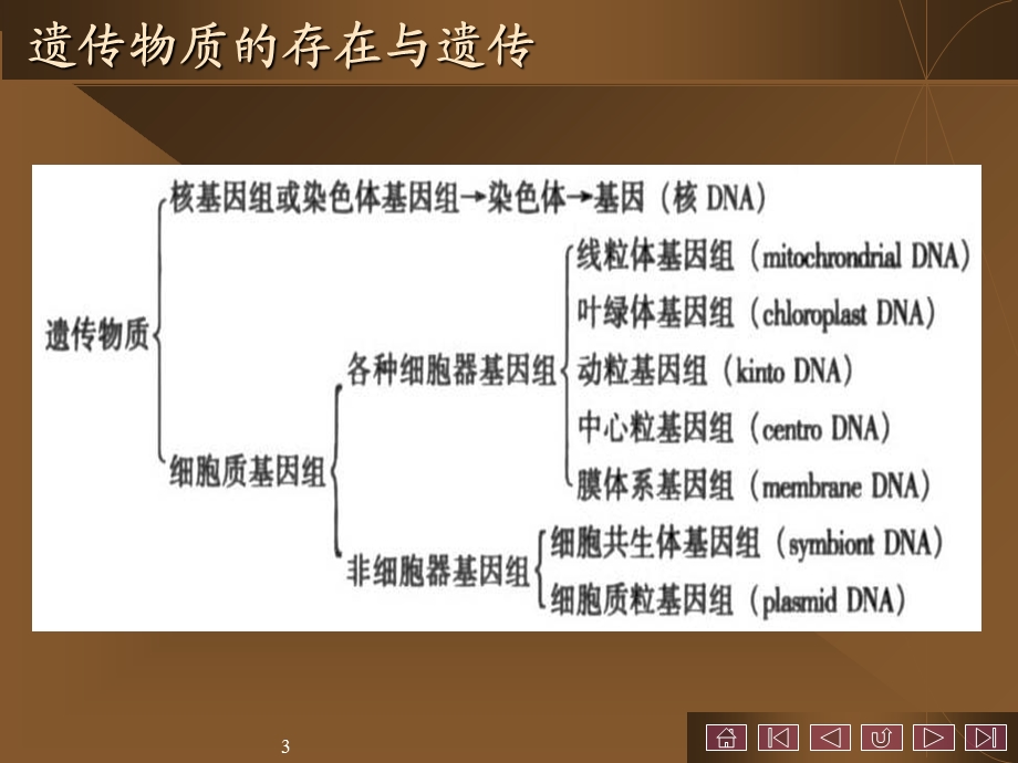 最新第六章细胞质遗传PPT文档.ppt_第3页