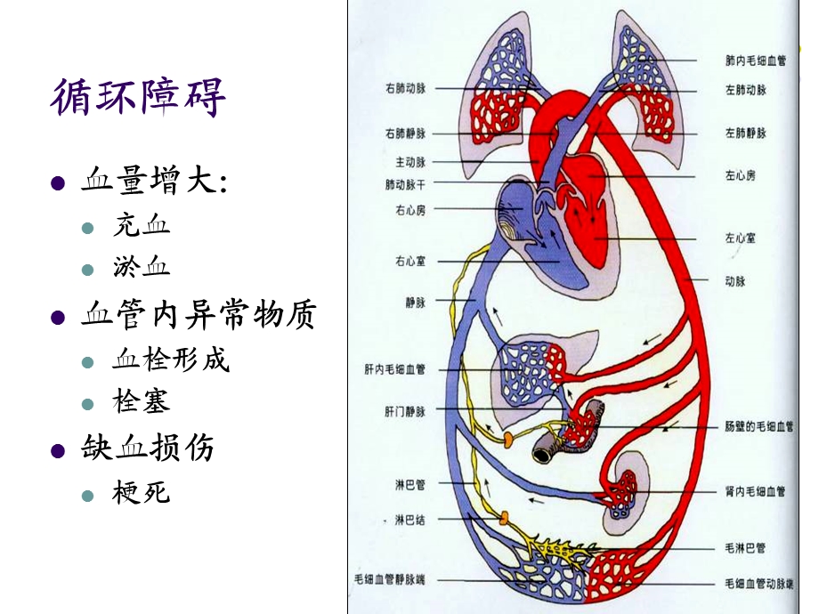 4血液循环newPPT课件.ppt_第1页