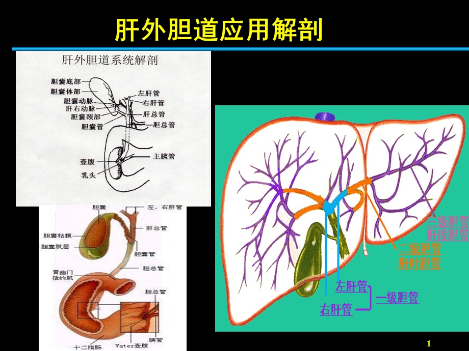 最新：胆道外科holedochosSur文档资料.ppt_第1页