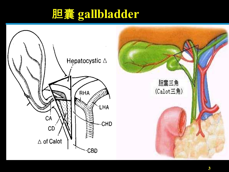 最新：胆道外科holedochosSur文档资料.ppt_第3页