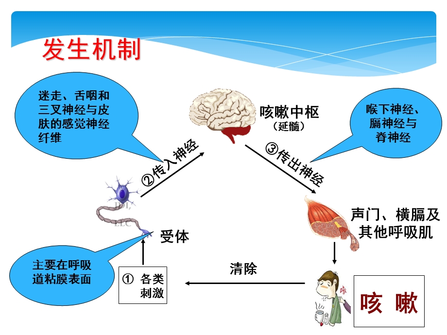 检体诊断学05咳嗽文档资料.ppt_第3页