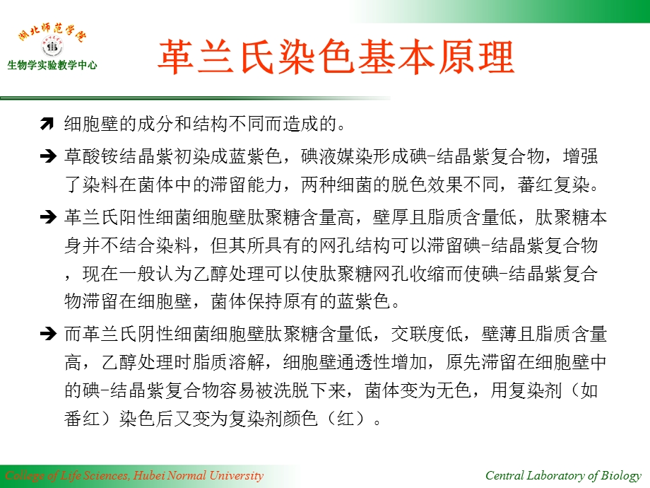 C03细菌革兰氏染色法PPT文档.ppt_第3页