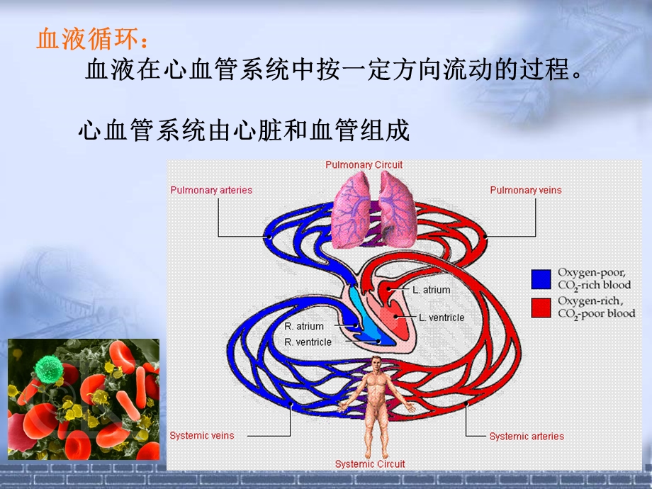 心脏的生物电活动PPT文档.ppt_第1页