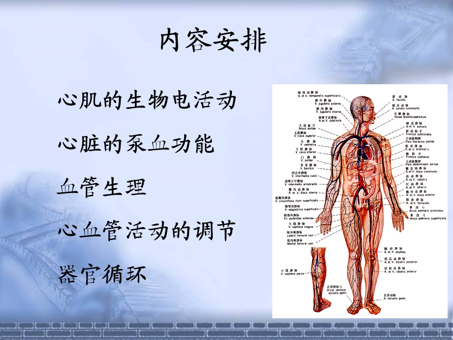 心脏的生物电活动PPT文档.ppt_第3页