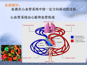 心脏的生物电活动PPT文档.ppt