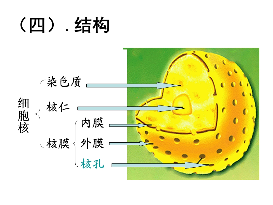 最新第二节细胞的类型和结构PPT文档.ppt_第3页