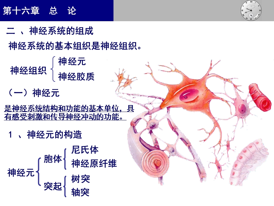 最新神经系统总论,脊髓1PPT文档.ppt_第3页