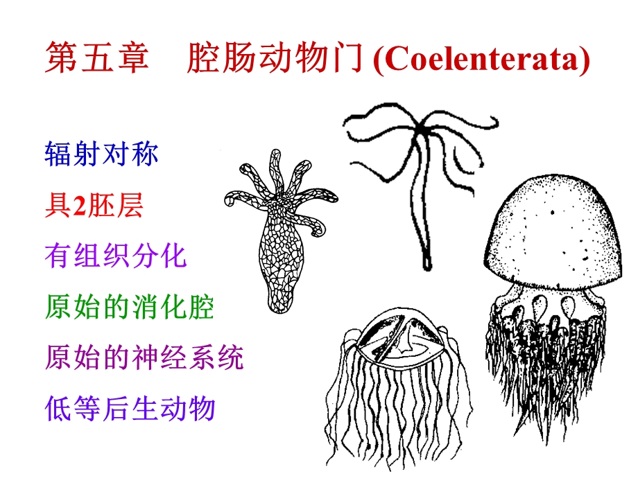 第五腔肠动物门Coelenterata名师编辑PPT课件.ppt_第1页