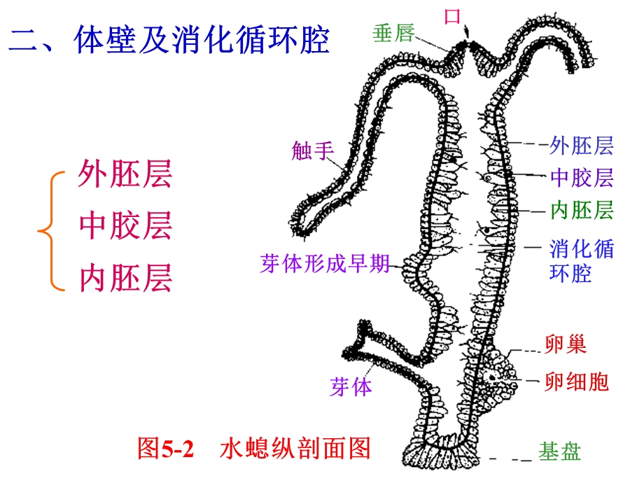 第五腔肠动物门Coelenterata名师编辑PPT课件.ppt_第3页