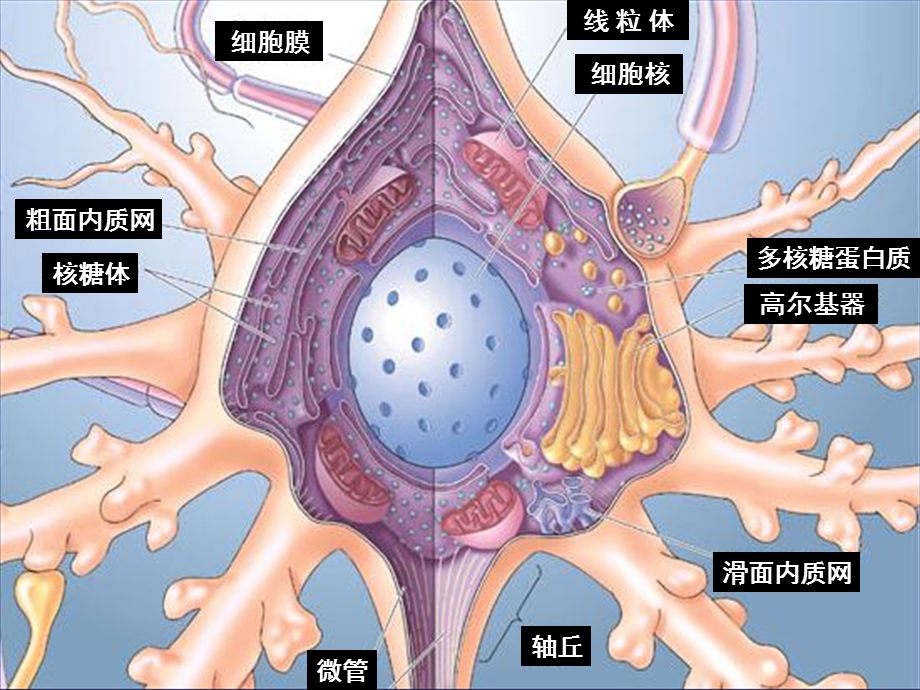 最新：3脑结构与认知PPT文档.ppt_第2页