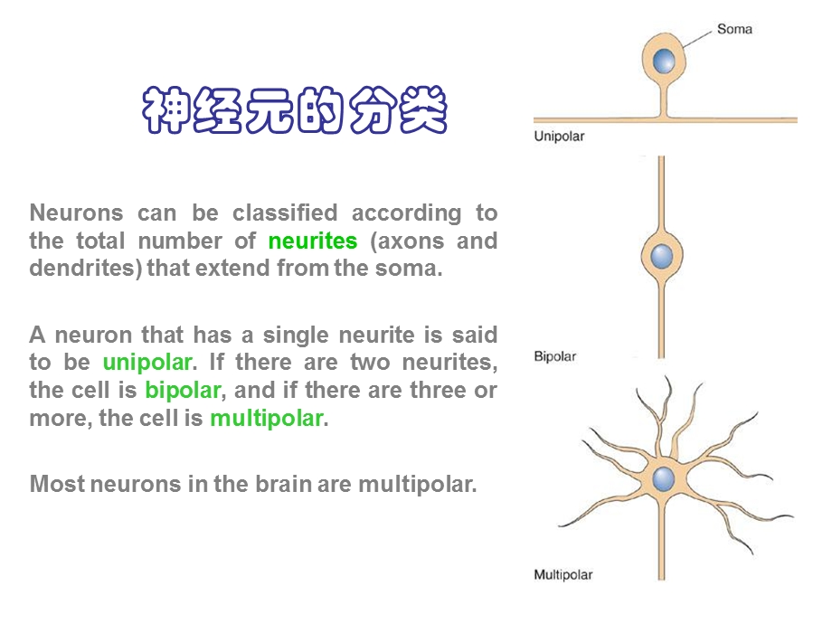 最新：3脑结构与认知PPT文档.ppt_第3页