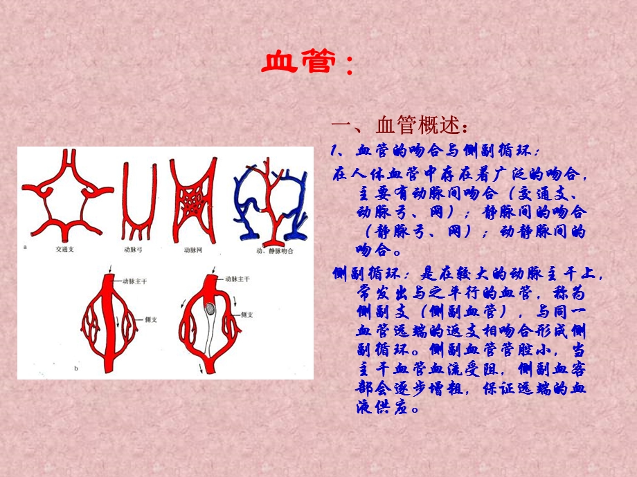 脉管学血管文档资料.ppt_第2页