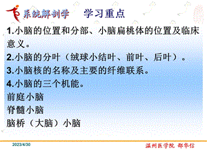 中枢神经系统小脑精选文档.ppt