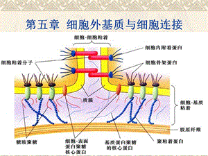 第五章细胞外基质与细胞连接名师编辑PPT课件.ppt