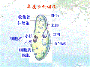 没有细胞结构的生物——病毒文档资料.ppt