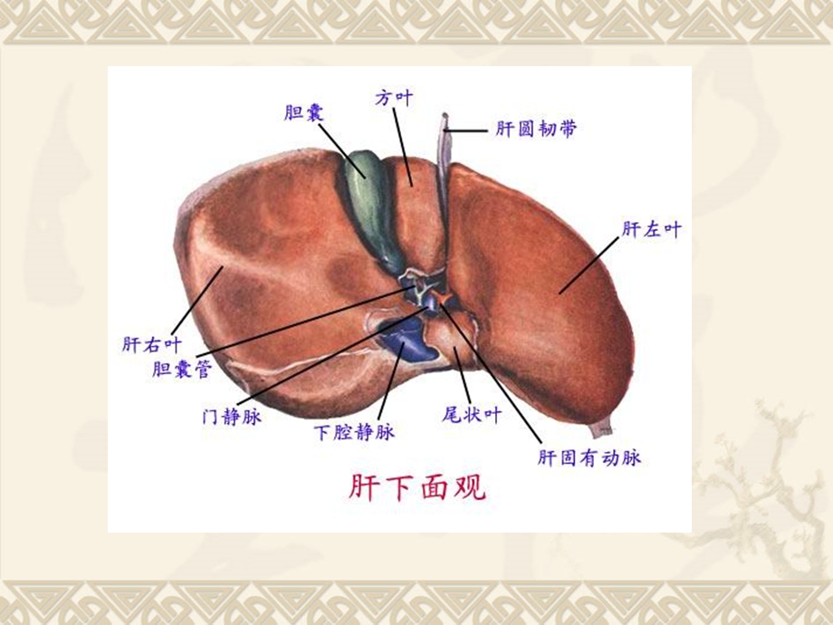 最新第八肝硬化PPT文档.ppt_第3页