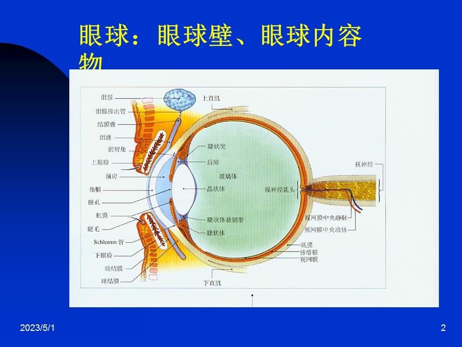 最新：眼科学基础 双语课件文档资料.ppt_第2页