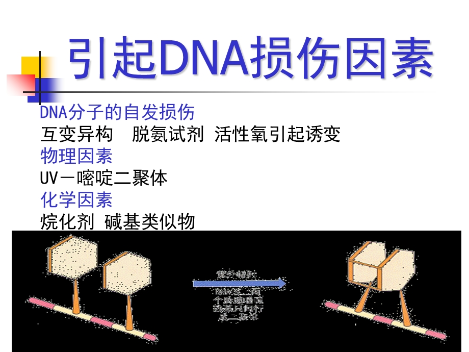 DNA的损伤修复PPT文档资料.ppt_第2页