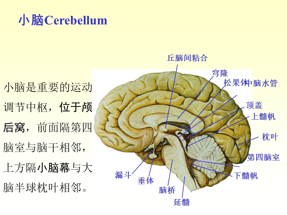 最新：n4小脑间脑课件文档资料.ppt_第1页