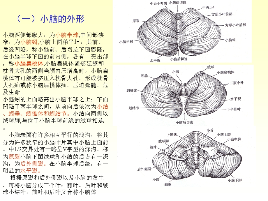 最新：n4小脑间脑课件文档资料.ppt_第3页