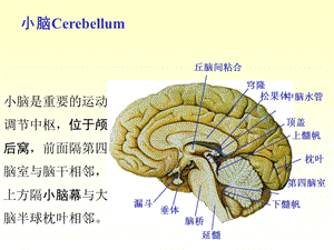 最新：n4小脑间脑课件文档资料.ppt