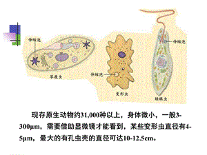 动物学3.3.单细胞真核生物原生动物们PPT文档资料.ppt