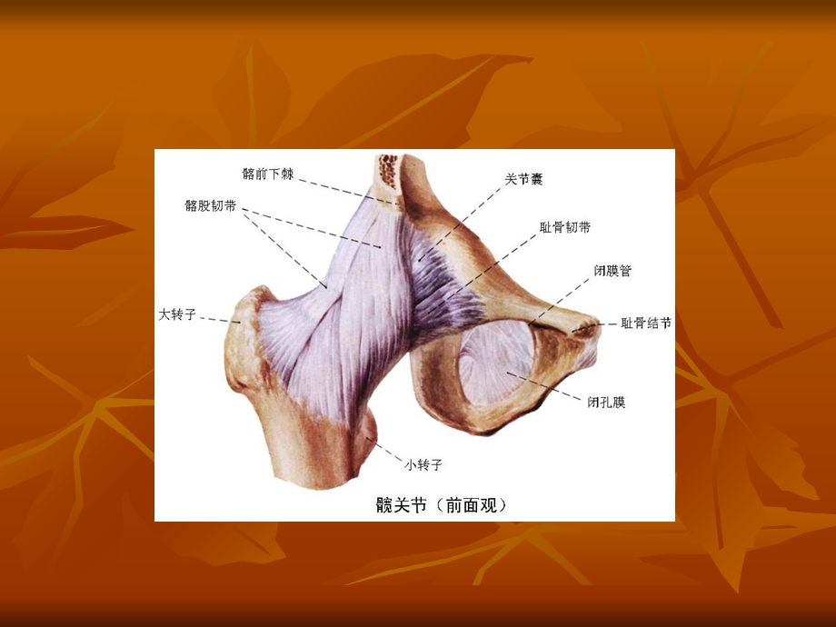 最新：髋关节检查法文档资料.ppt_第2页