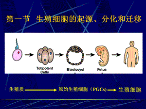 最新第1章生殖细胞发生教学评优赛PPT文档.ppt