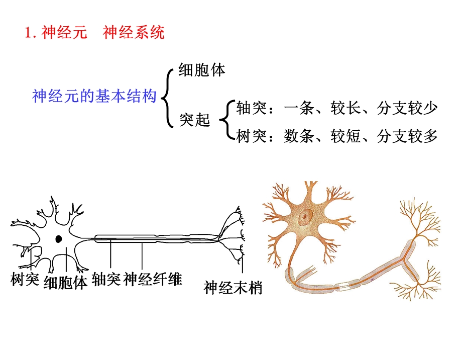 27神经调节精选文档.ppt_第1页