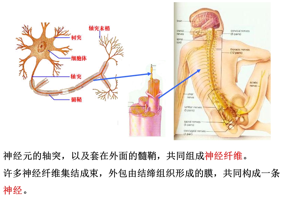 27神经调节精选文档.ppt_第2页