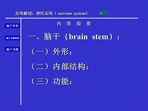 人体解剖学脑干文档资料.ppt