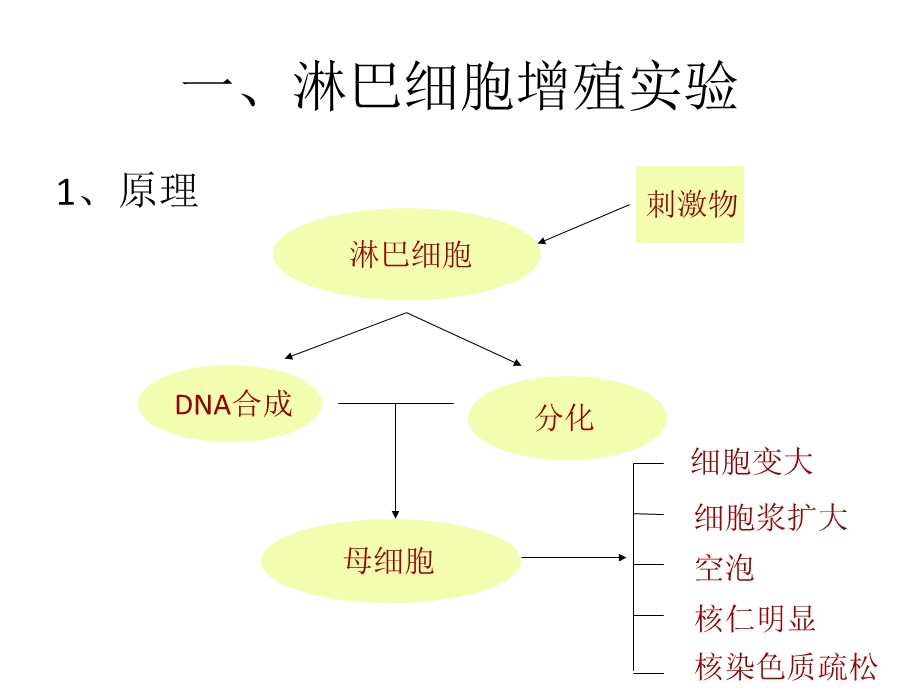 T细胞检测技术文档资料.ppt_第2页